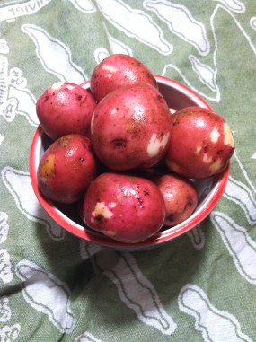 Potato and Pesto Pics (17)